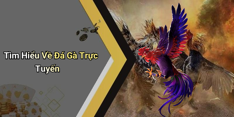 Tìm Hiểu Về Đá Gà Trực Tuyến